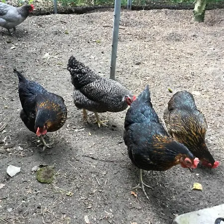 Bed & Breakfast Op 't Eikenschoor Soerendonk