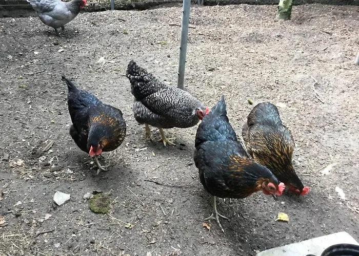 Bed & Breakfast Op 't Eikenschoor Soerendonk