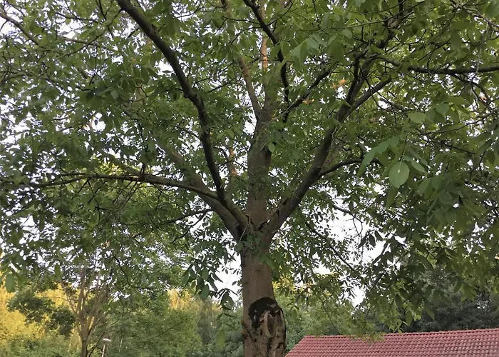 Couette-café Op 't Eikenschoor Soerendonk