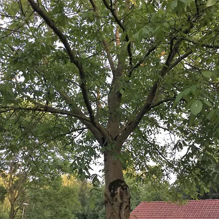 Bed & Breakfast Op 't Eikenschoor Soerendonk